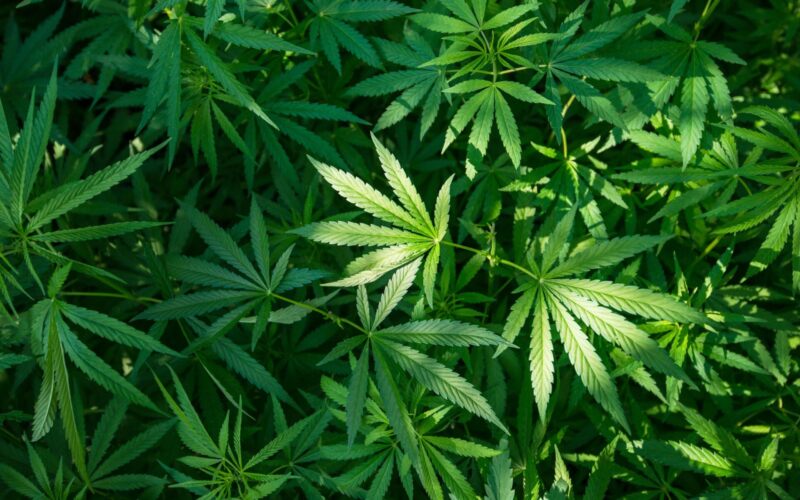 guida sotto effetto di marijuana